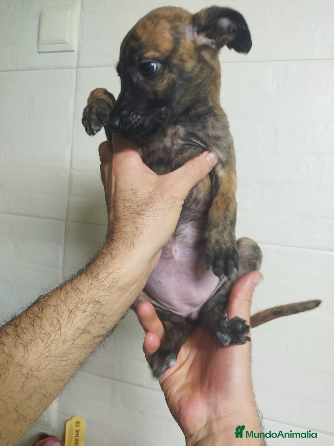 Pastor Belga Malinois perros en venta: Malinois  - Anuncio 1