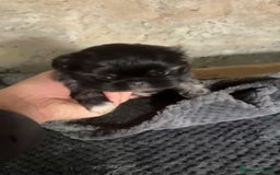 Shih Tzu perros en venta: Shih tzu - Imagen 10