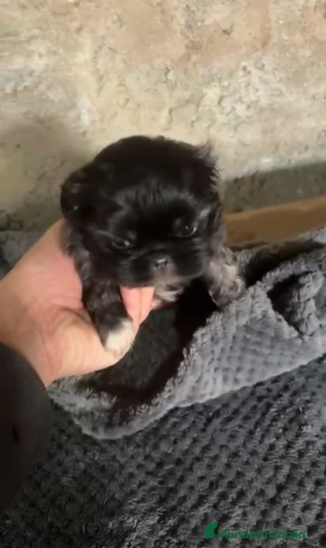 Shih Tzu perros en venta: Shih tzu - Imagen 10