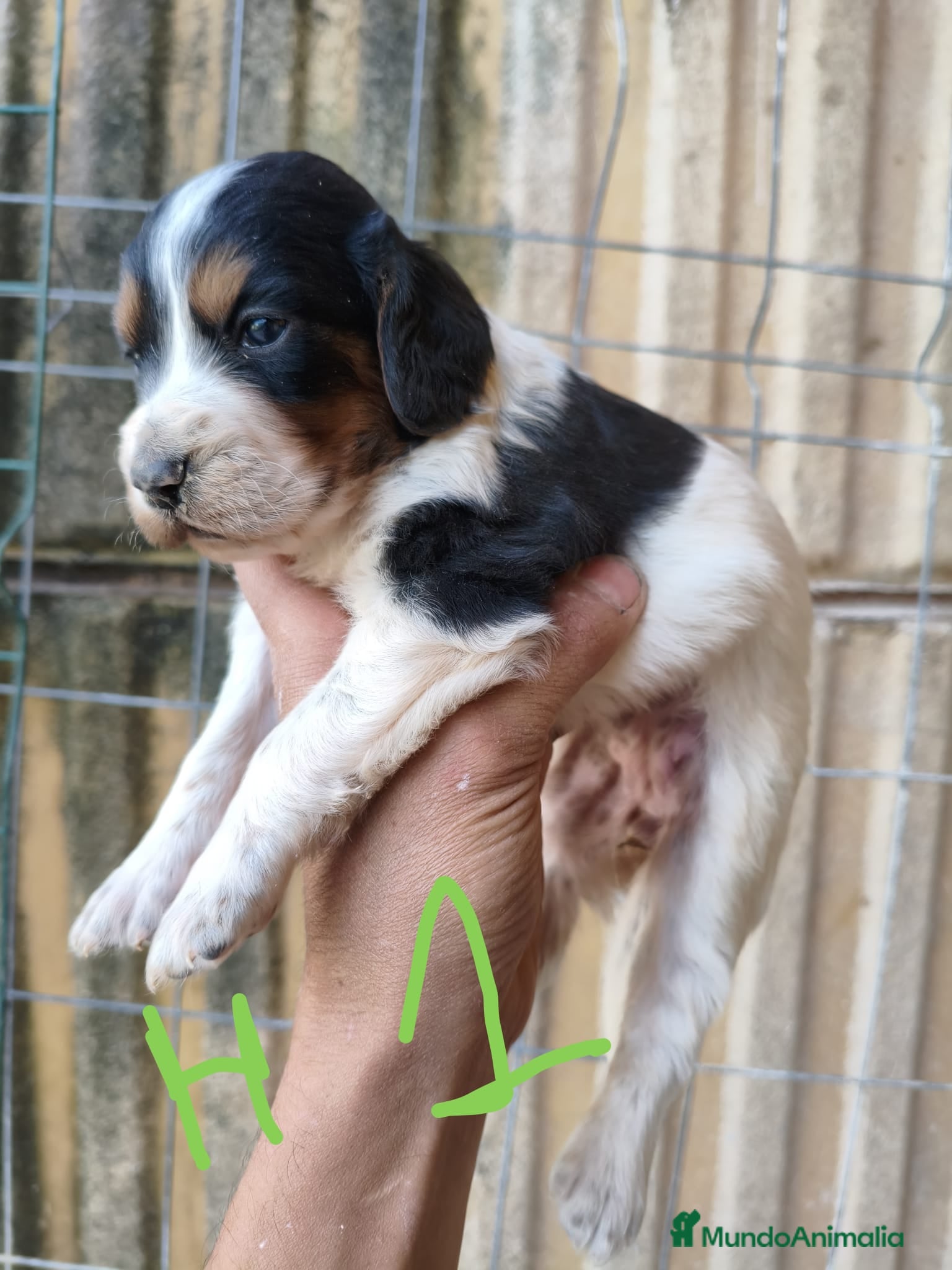 Setter Inglés perros Setter ingles  - Anuncio 2