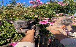 Bulldog Francés perros en venta: Bulldog Francés  en Illes Balears - Imagen 4