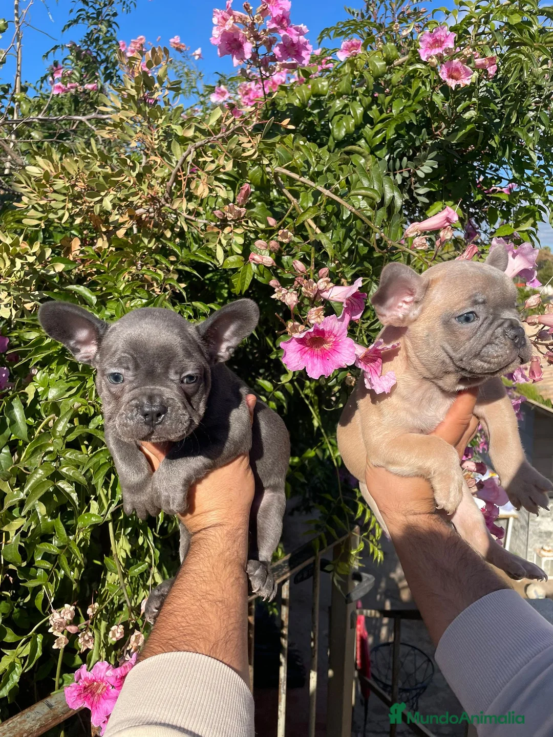 Bulldog Francés perros en venta: Bulldog Francés  en Illes Balears - Anuncio 4