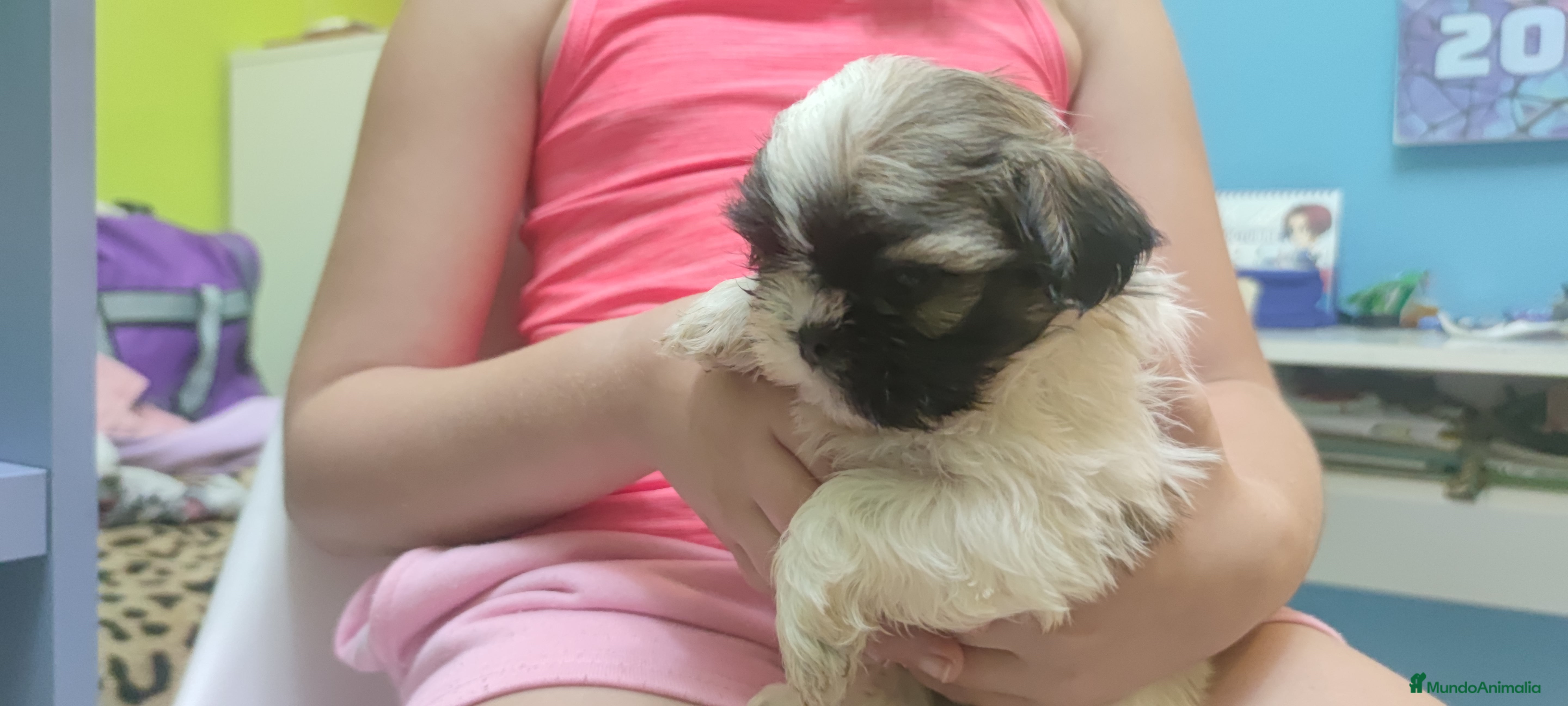 Shih Tzu perros Shih Tzu de Mumbrafer  - Anuncio 11