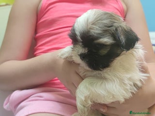 Shih Tzu perros - Anuncio 2