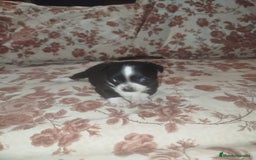 Chihuahua perros en venta: Hembra chihuahua  - Imagen 7