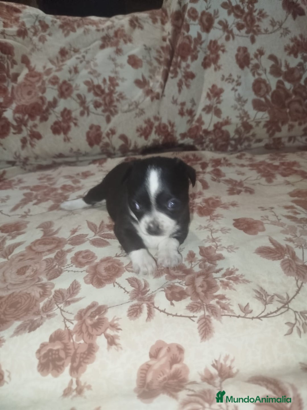 Chihuahua perros en venta: Hembra chihuahua  - Imagen 7