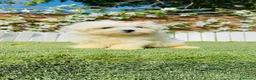 Bichón Maltés perros en venta: BICHON MALTES - HEMBRA - Anuncio 11