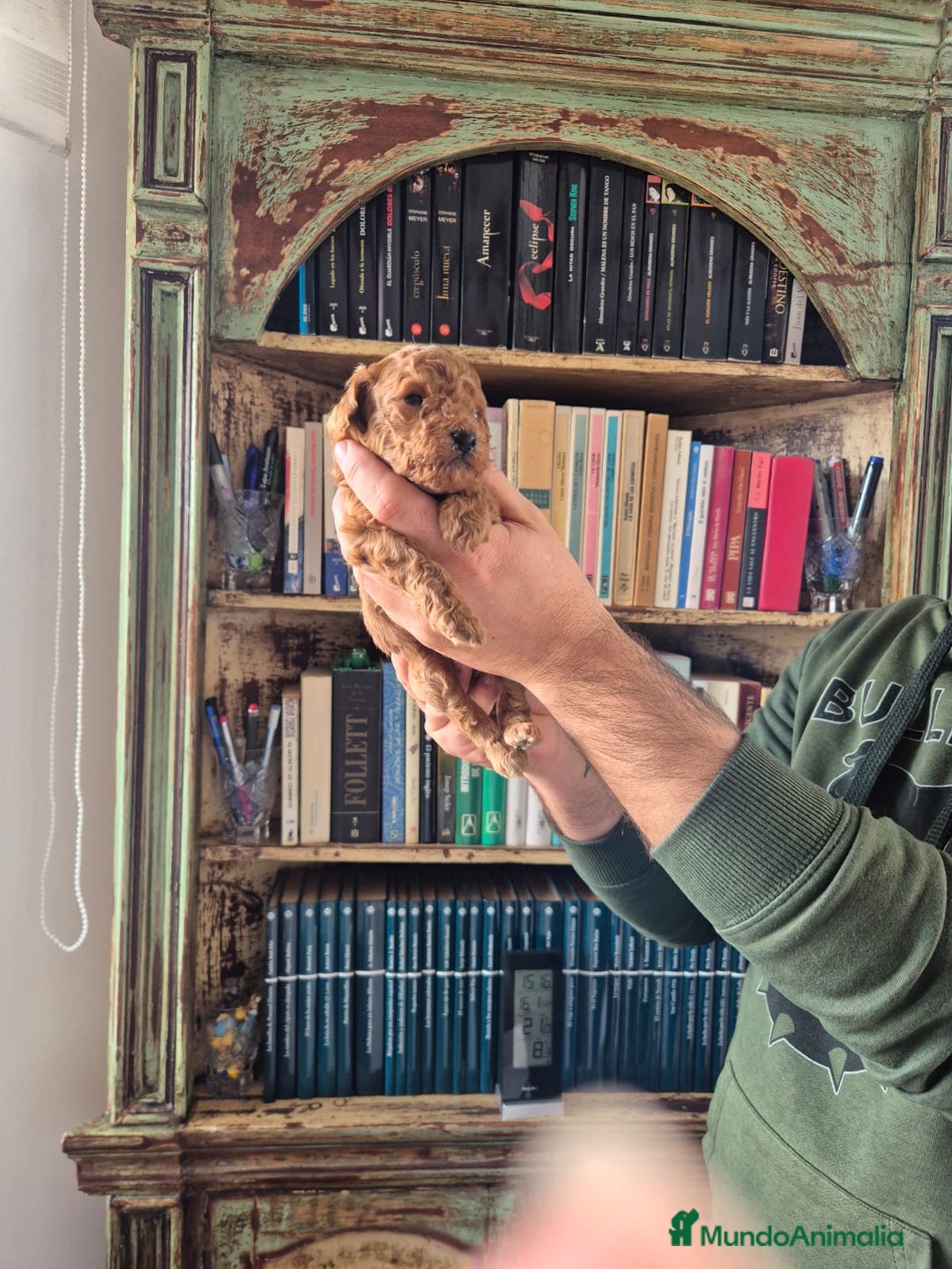 Caniche Toy perros en venta: caniche toy - Anuncio 4