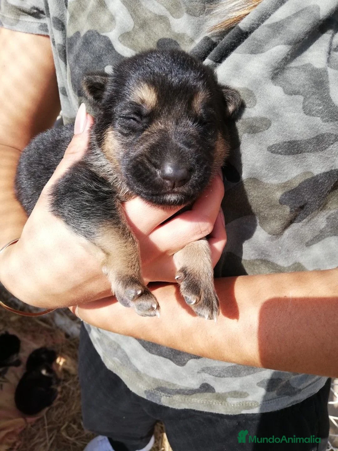 Pastor Alemán perros en venta: 🐾CACHORRITAS DE PASTOR ALEMÁN DISPONIBLES 🐾 - Anuncio 2