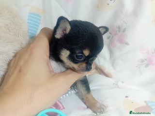 Chihuahua perros ‼️‼️Chihuahuas muy cariñosos tamaño mini - Anuncio 2
