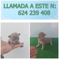 Chihuahua Cachorro 12