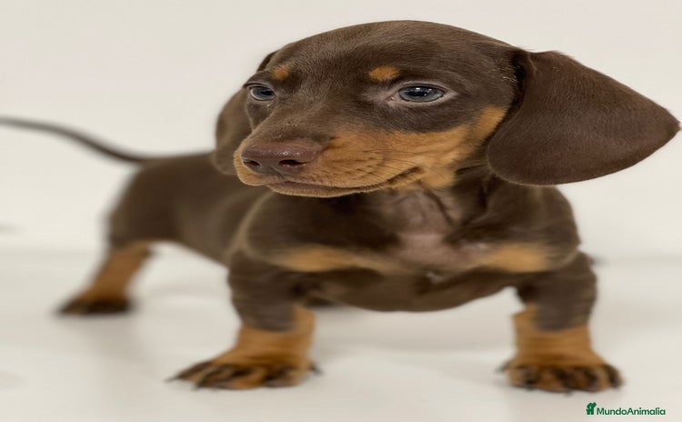 Teckel Miniatura perros - Anuncio 4