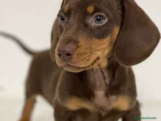 Teckel Miniatura perros - Anuncio 30