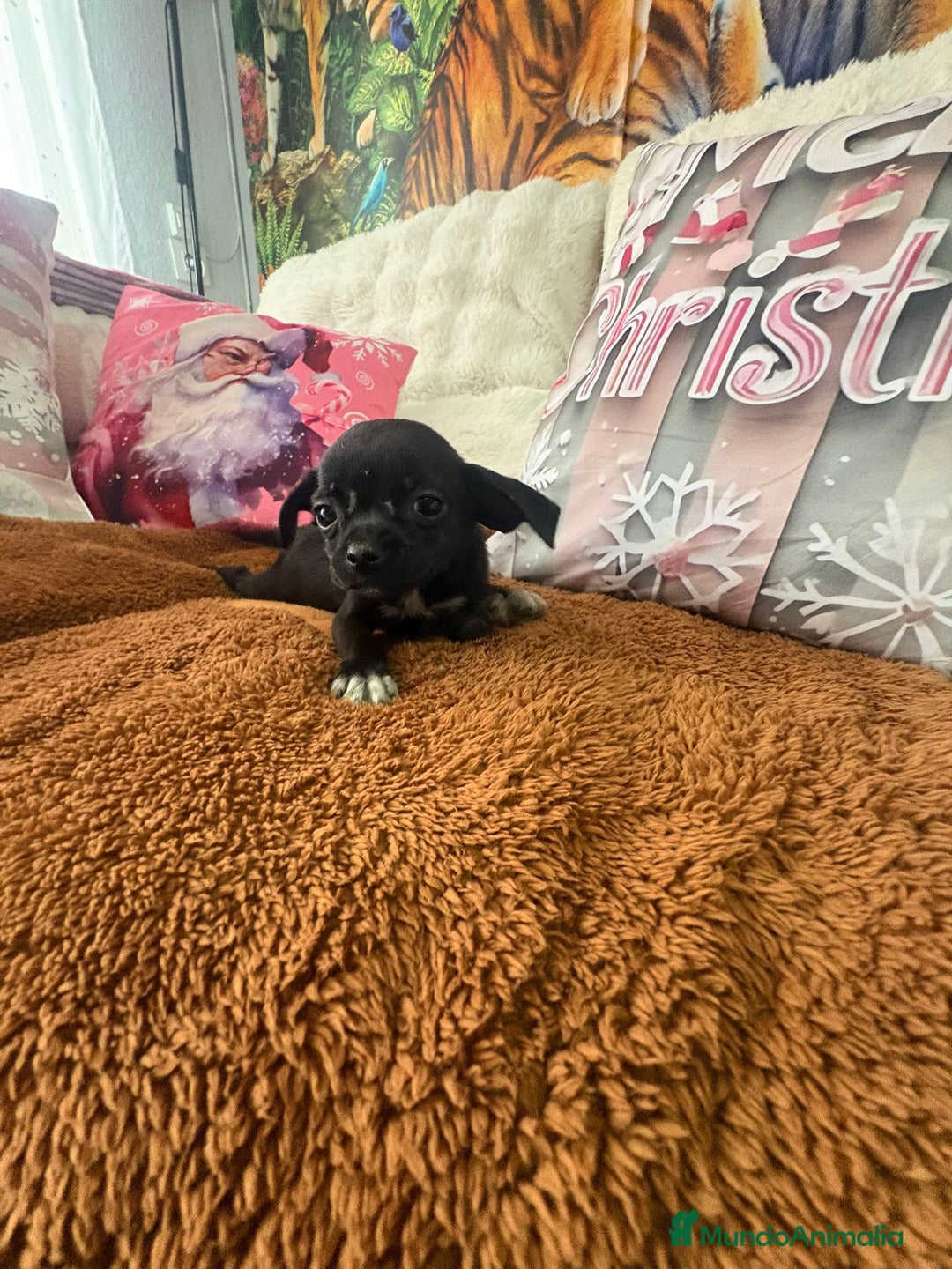 Chihuahua perros en venta: Chihuahua mini toy  - Anuncio 4