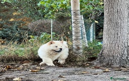 Chow Chow perros en venta: Chow chow - Imagen 5