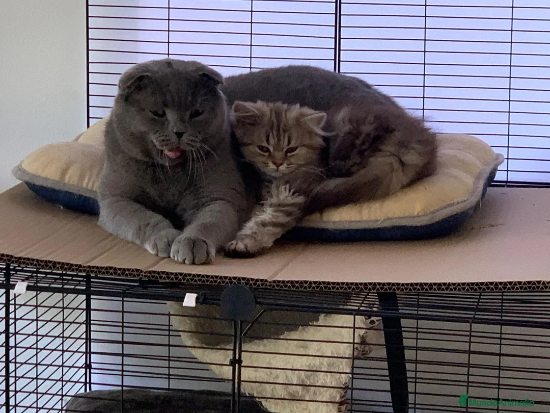 Imagen de galería {{count}}