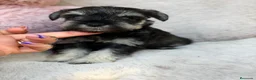 Schnauzer Miniatura perros en venta: Camada schnauzer 🐾 - Anuncio 4