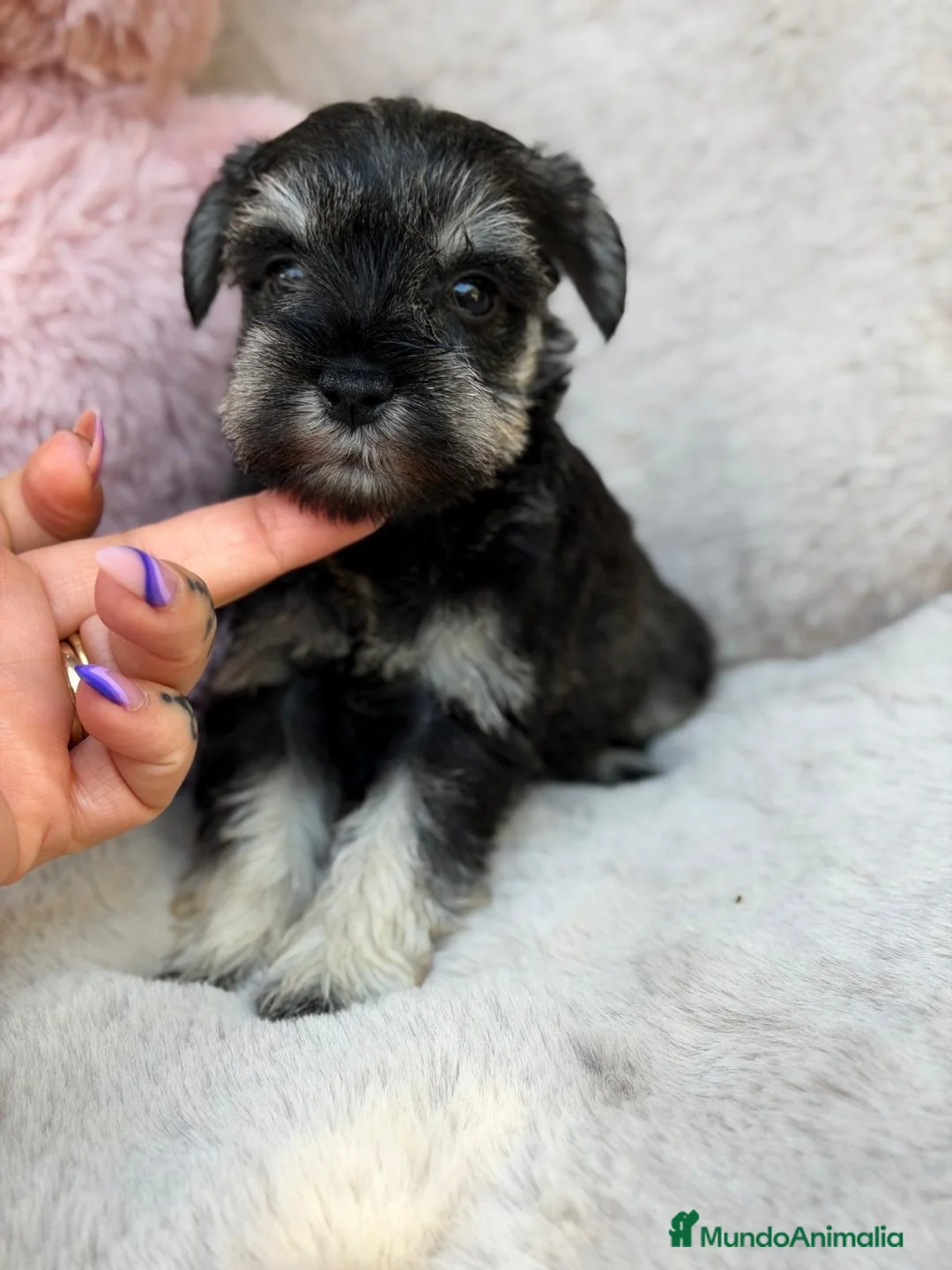 Schnauzer Miniatura perros en venta: Camada schnauzer 🐾 - Anuncio 4