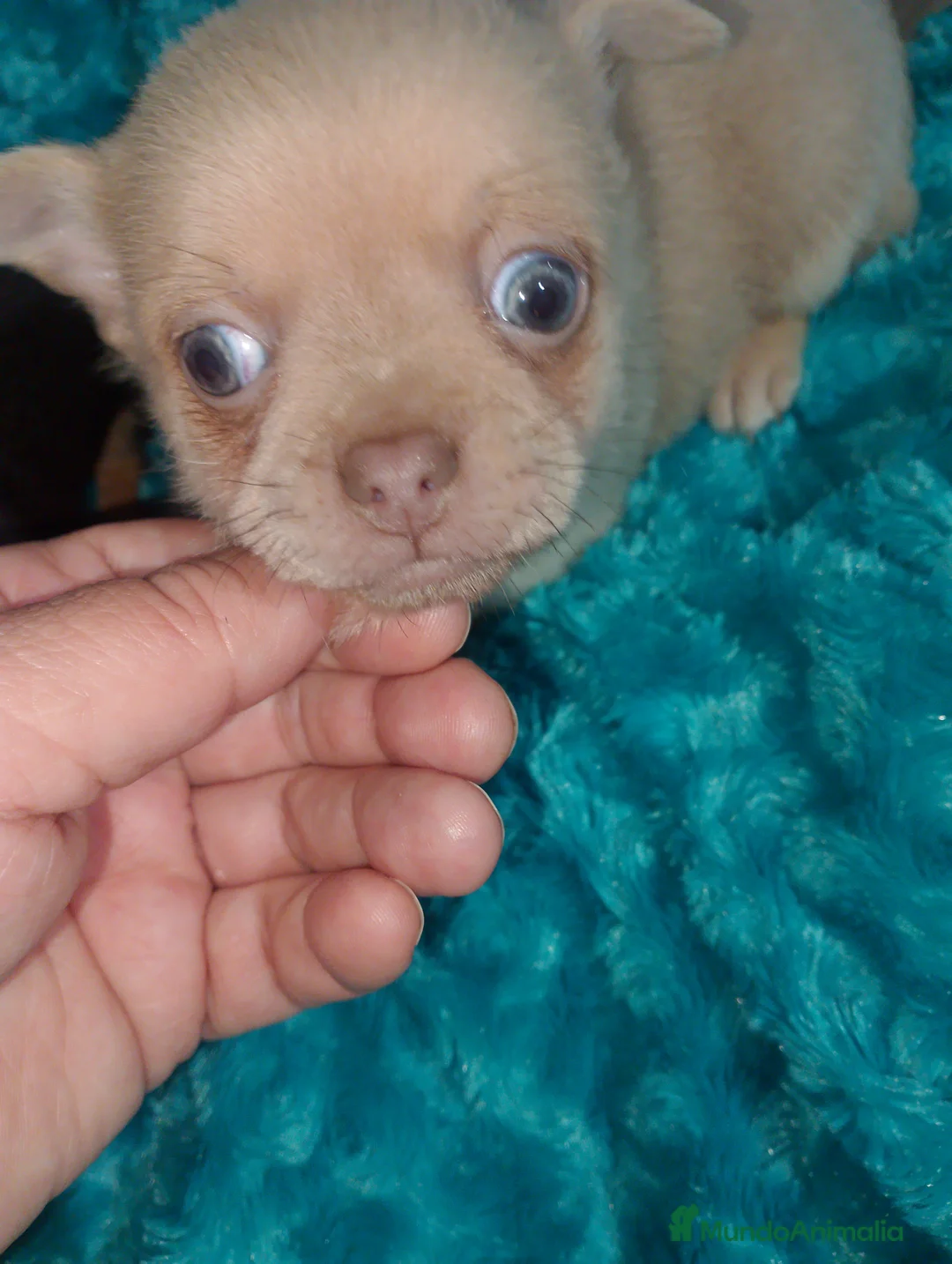 Chihuahua perros en venta: lilac con ojos grises y negros tricolor  - Anuncio 3