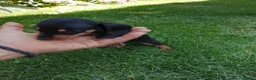 Teckel Miniatura perros en venta: Cachorros de teckel miniatura negro fuego. - Anuncio 3