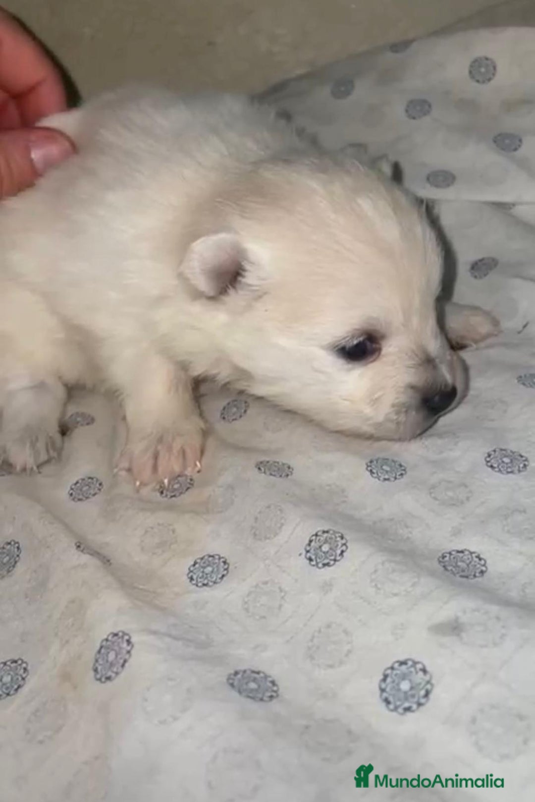 Pomerania perros en venta: Lulu pomerania toy - Anuncio 5