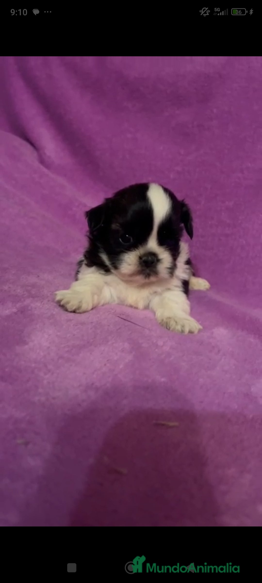 Shih Tzu perros en venta: Shih tzu mini - Imagen 2