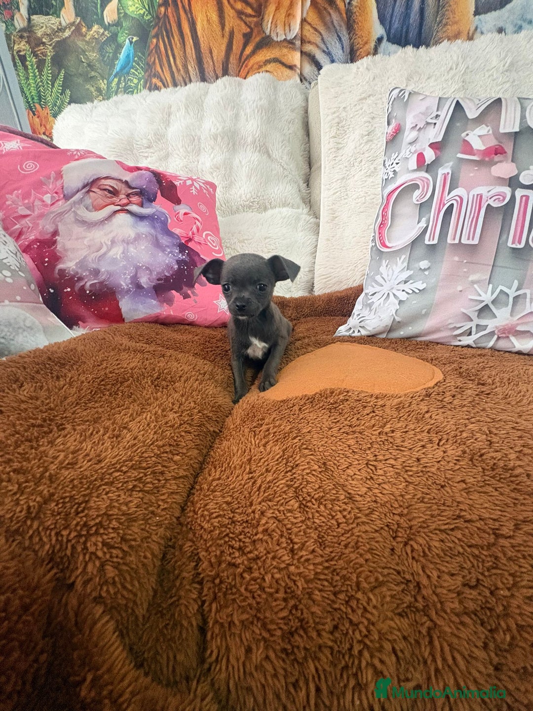 Chihuahua perros en venta: Chihuahua mini toy blue - Anuncio 2