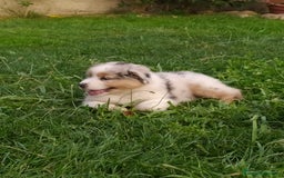 Pastor Australiano perros en venta: Camada de Pastor Australiano  en León - Imagen 5