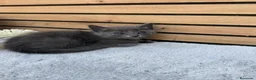 Azul Ruso gatos en venta: Preciosa camada de azul ruso - Anuncio 1