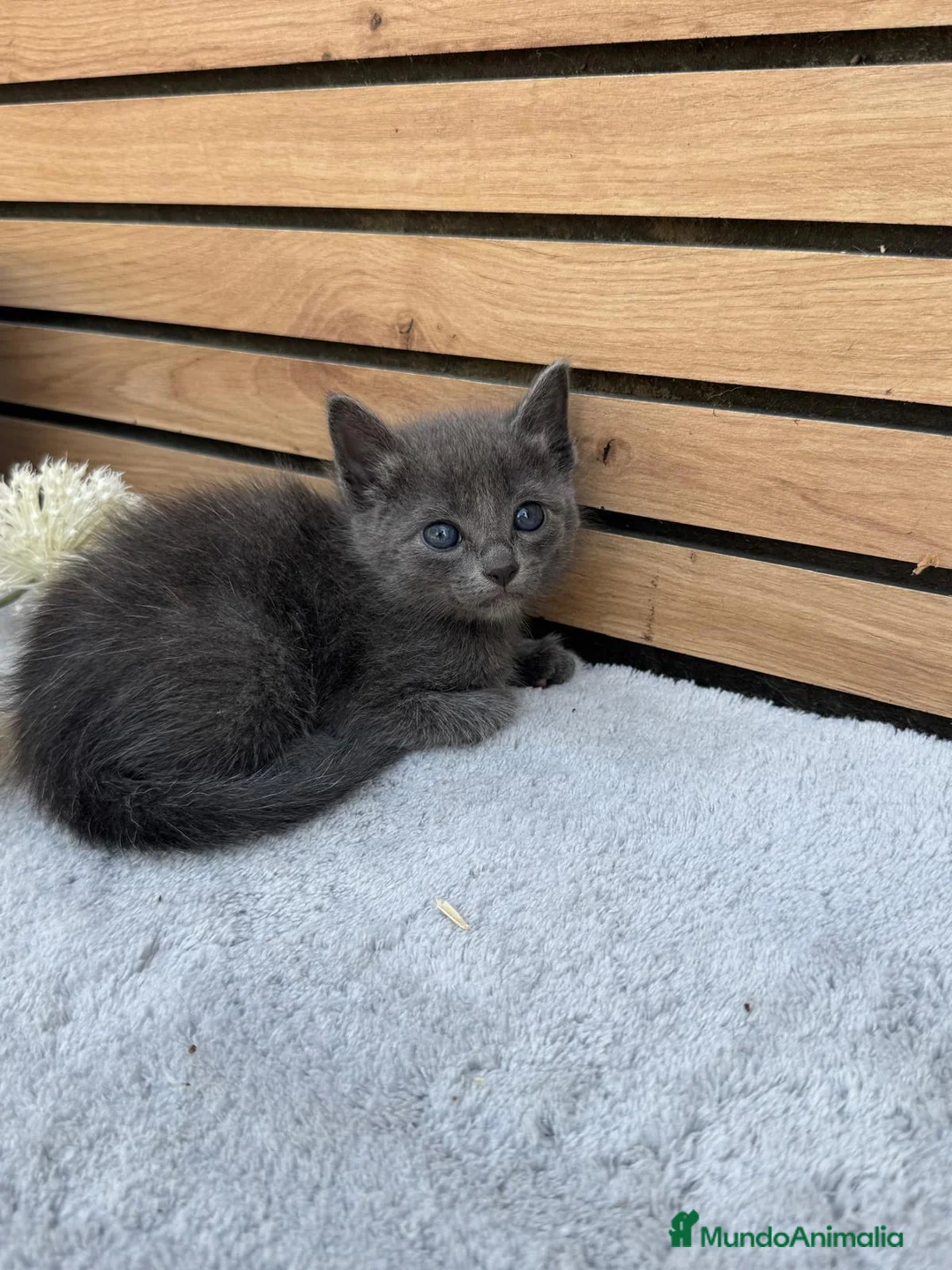 Azul Ruso gatos en venta: Preciosa camada de azul ruso - Anuncio 1