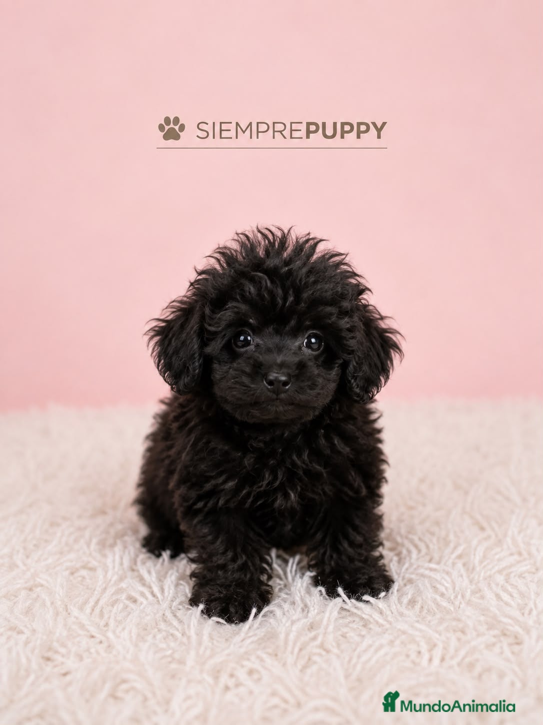 Caniche Toy perros CANICHE MINI TOY NEGRO NOCHE - Anuncio 1