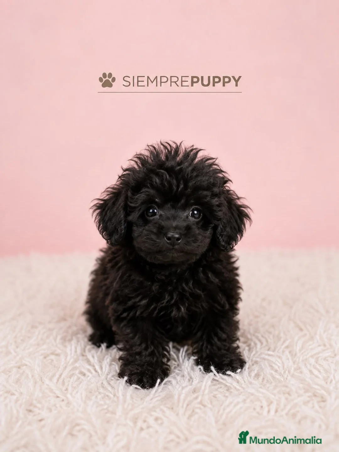Caniche Toy perros en venta: CANICHE MINI TOY NEGRO NOCHE - Anuncio 1