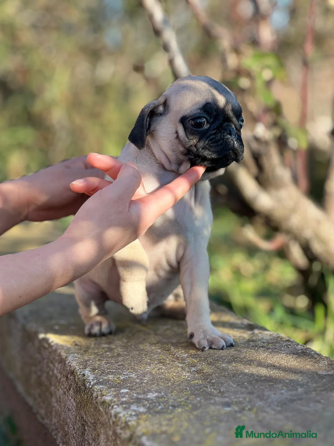 Carlino - Pug perros en venta: CARLINO PUG NACIONAL DISPONIBLE en Barcelona - Anuncio 2