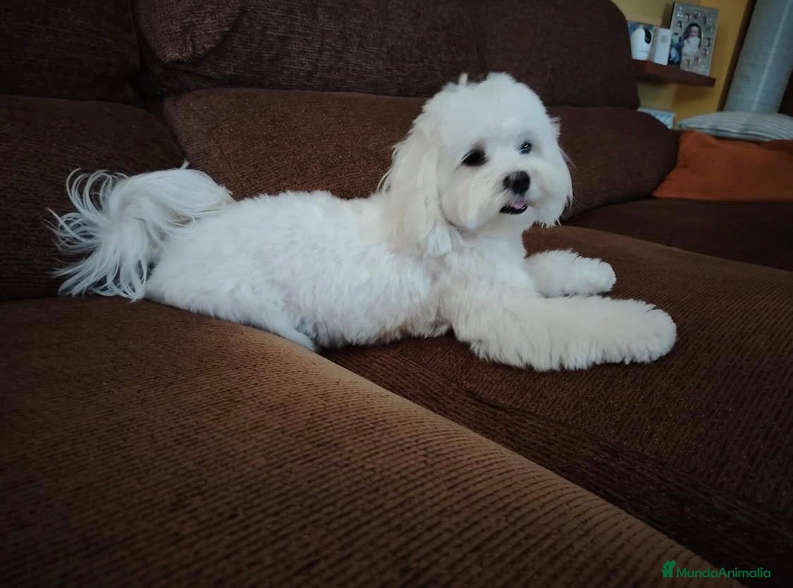 Bichón Maltés perros Bichón Maltés - Anuncio 1