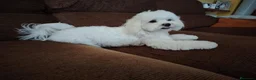 Bichón Maltés perros en venta: Bichón Maltés - Anuncio 1