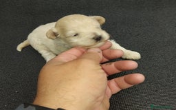Maltipoo perros en venta: Preciosa maltipoo toy - Imagen 1