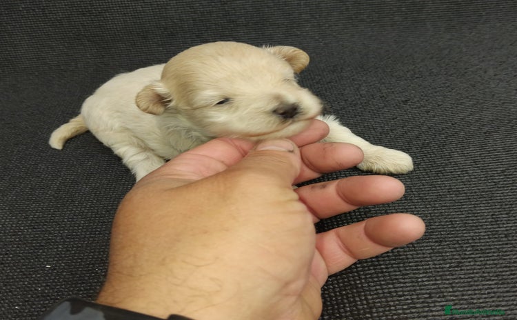 Maltipoo perros - Anuncio 4