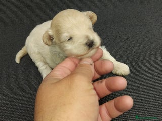 Maltipoo perros - Anuncio 3