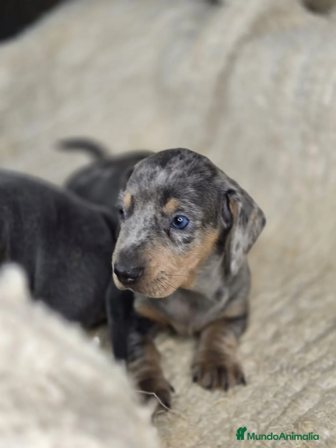 Teckel perros en venta: Teckel kanichen y miniatura. - Anuncio 1