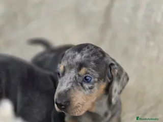 Teckel perros Teckel kanichen y miniatura. - Anuncio 7