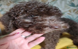 Perro de Agua Español perros en venta: Macho chocolate 🤎 - Imagen 6