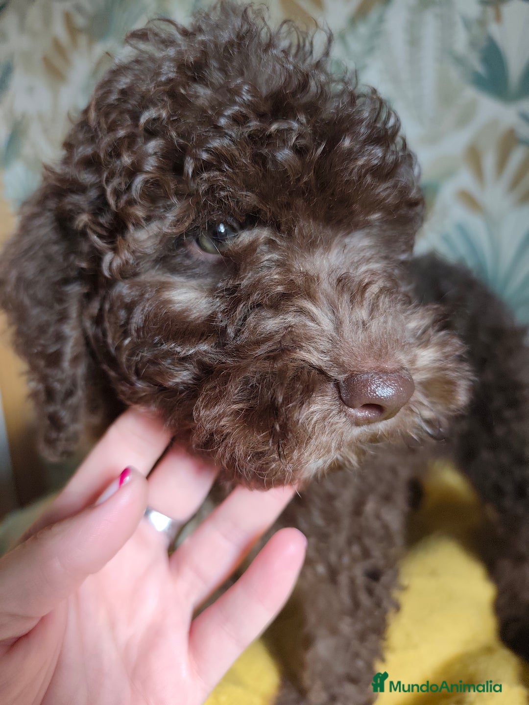 Perro de Agua Español perros en venta: Macho chocolate 🤎 - Imagen 6