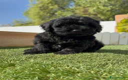 Perro de Agua Español perros en venta: PERRO DE AGUA ESPAÑOL MACHO - Imagen 12