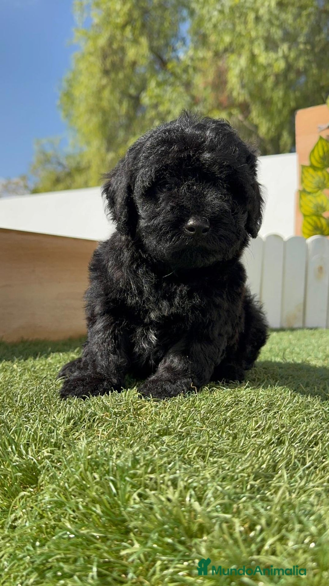 Perro de Agua Español perros en venta: PERRO DE AGUA ESPAÑOL MACHO - Imagen 12