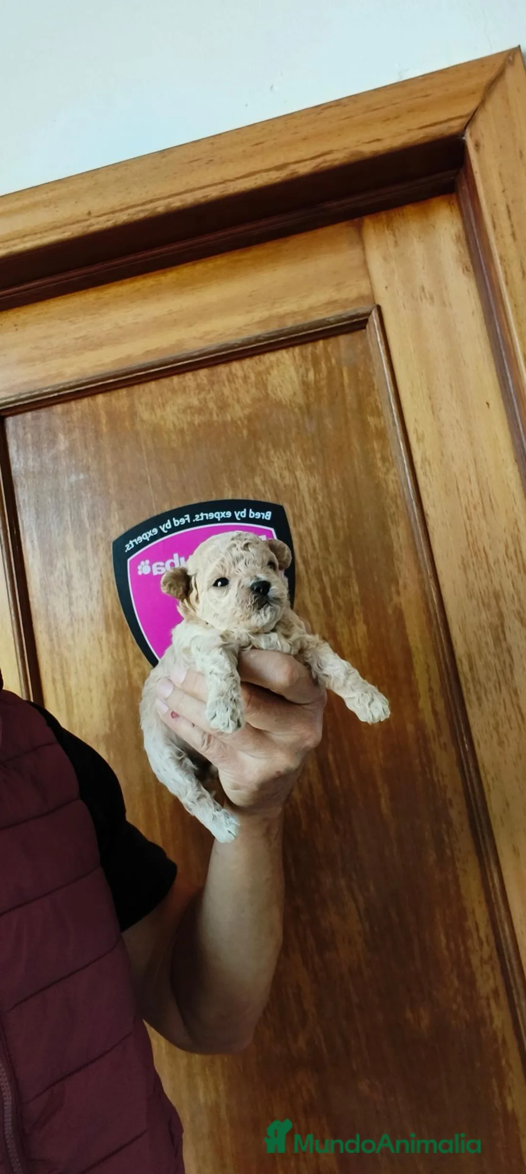 Maltipoo perros en venta: Camada de Maltipo  - Anuncio 6