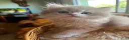 Británico de Pelo Corto gatos en venta: Camada de british longhair y shorthair golden - Anuncio 11