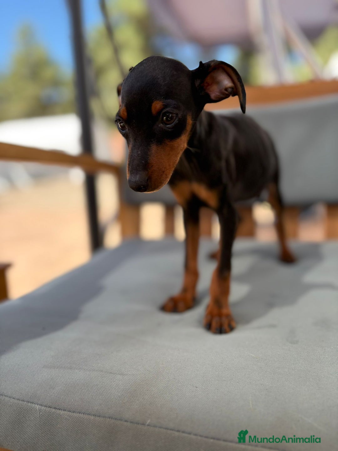 Pinscher Miniatura perros en venta: Mini-pinscher hembra  - Imagen 6