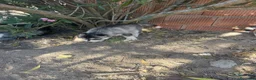Husky Siberiano perros en venta: Huskys siberianos de Calidad  - Anuncio 8