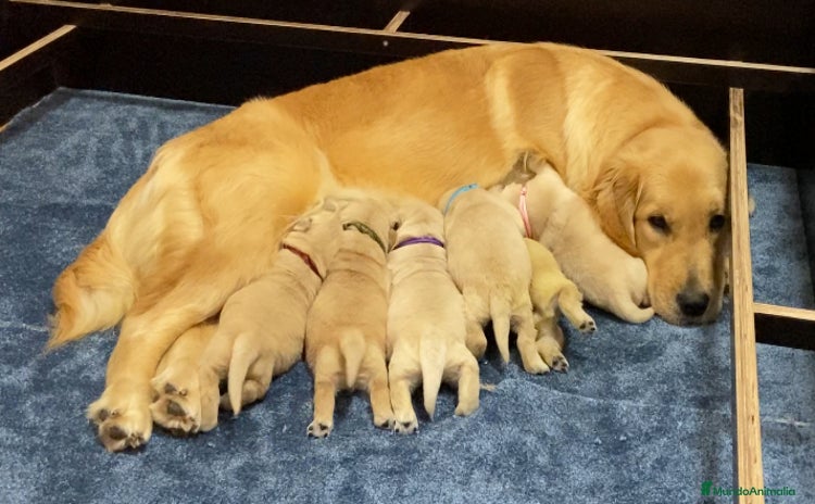 Golden Retriever perros Golden americano  - Anuncio 1