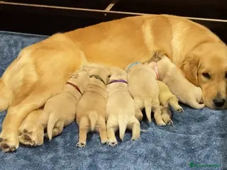 Golden Retriever perros Golden americano - Anuncio 23